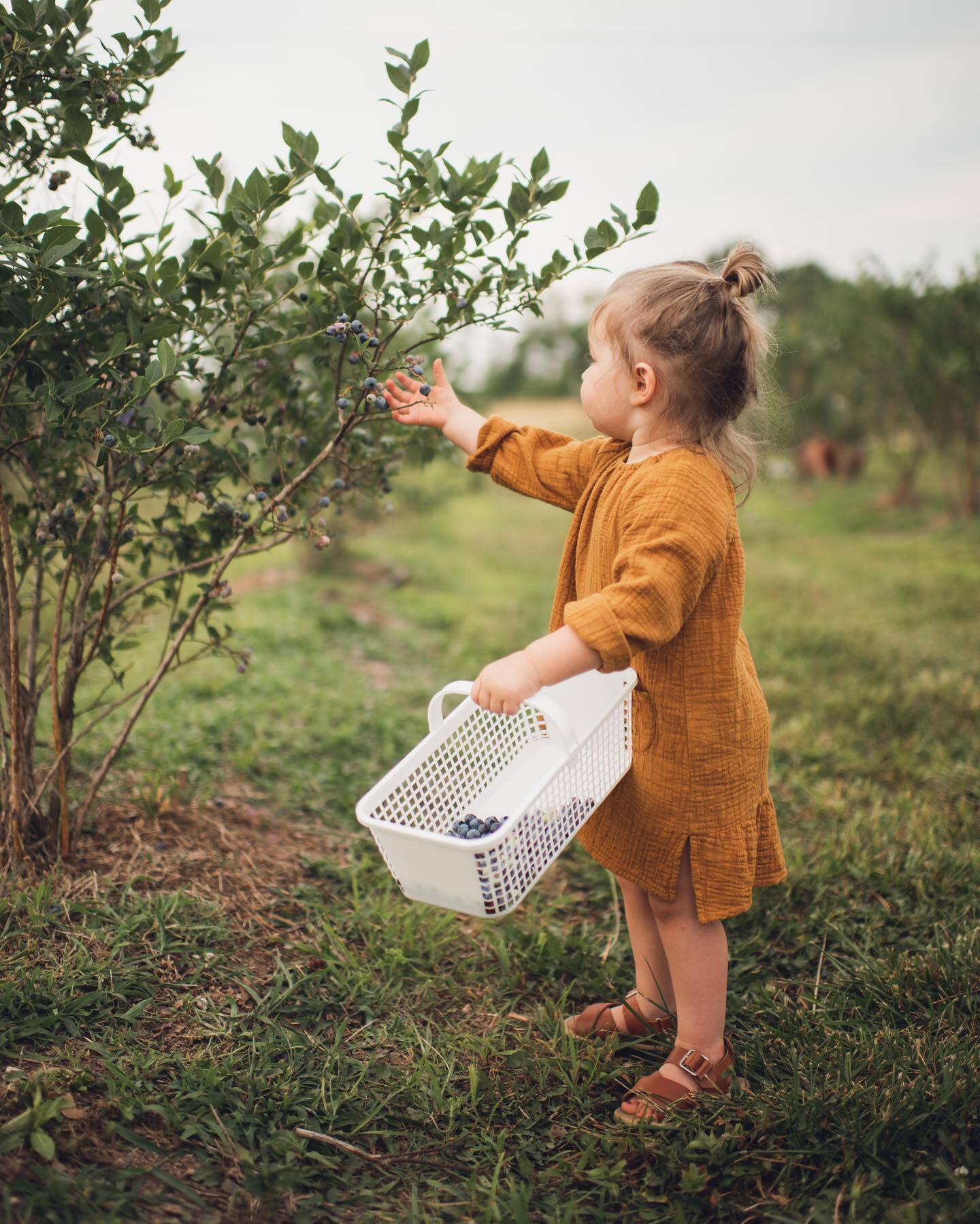 Little girl picking berries.